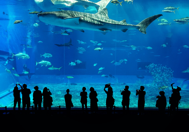 水族館デートは記念日の定番