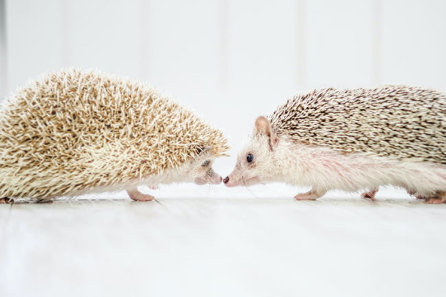 ハリネズミのつがい