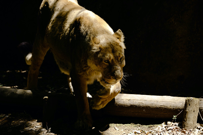 獰猛な猛獣