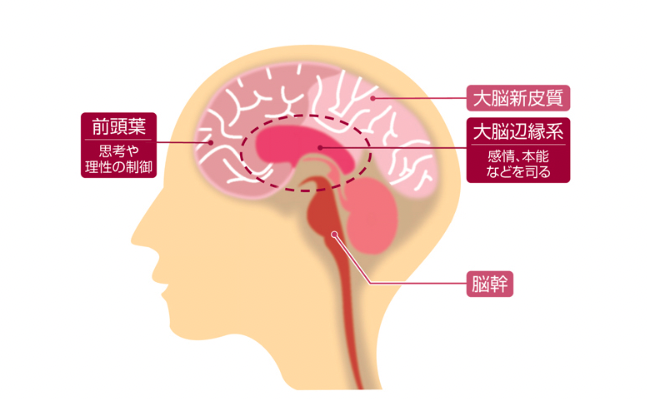 脳の構造